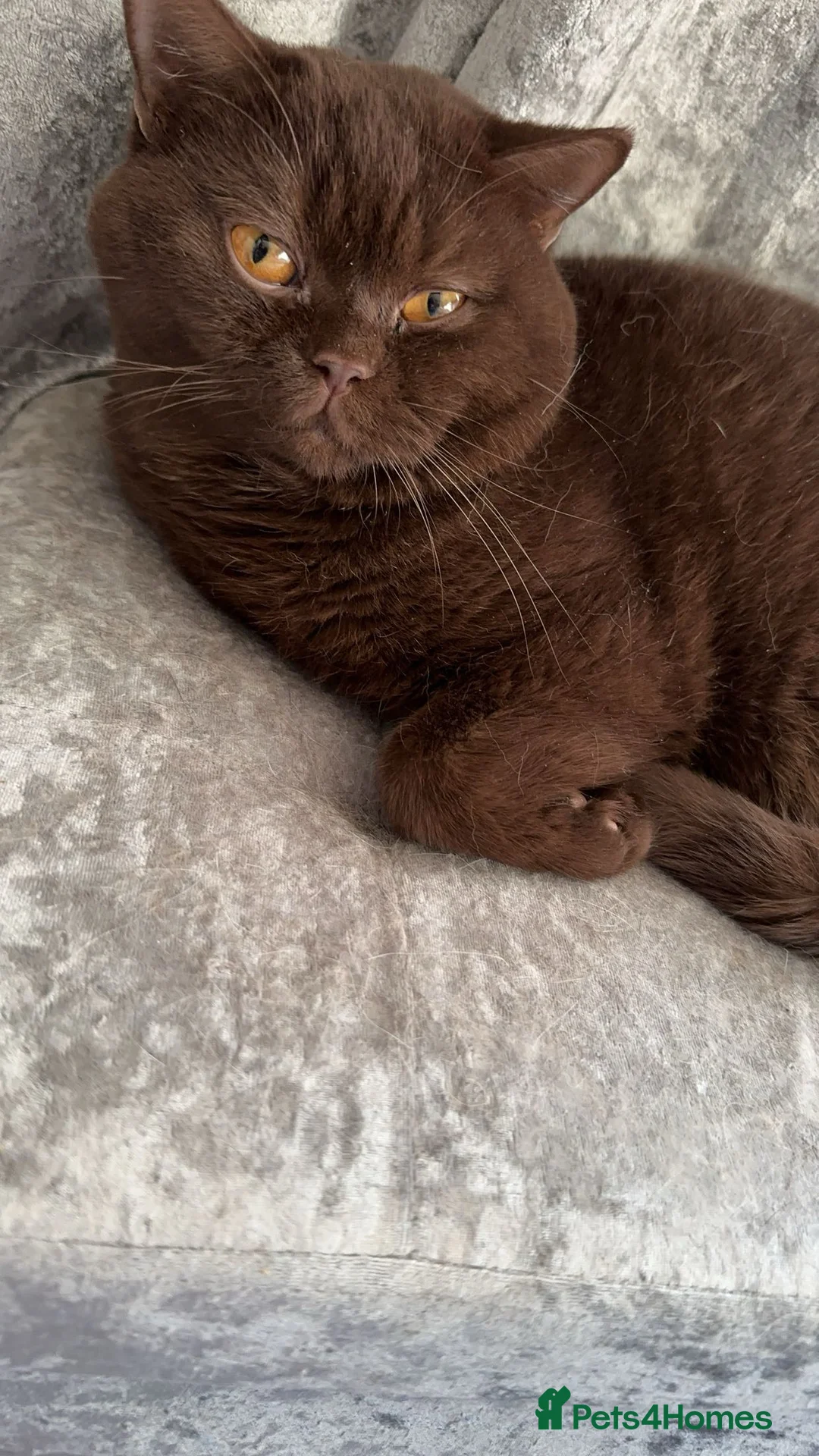 British Shorthair cats for stud: 🍫 🍊 TEDDYS CHOCOLATE ORANGE 🍊🍫 - Advert 2