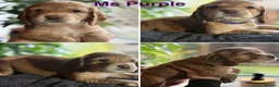 Cocker Spaniel dogs for sale: KC Registered Working Cocker Spaniel Pups in Glasgow - Advert 9