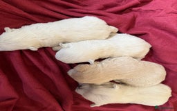 Mixed Breed dogs for sale: F1 Westipoo Puppies  - Image 8