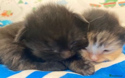 Ragcoon cats for sale: Ragdoll/ mainecoon - Image 5