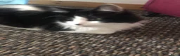 Mixed Breed cats for sale: Indoor brothers in Kilmarnock - Advert 4