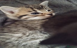 Mixed Breed cats for sale: 2 boy kittens  - Image 4