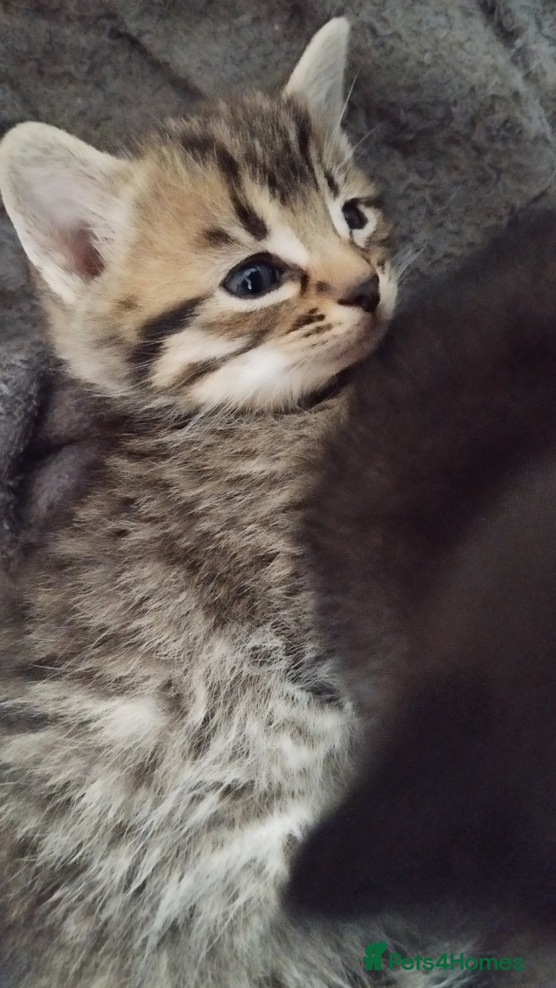 Mixed Breed cats for sale: 2 boy kittens  - Image 4