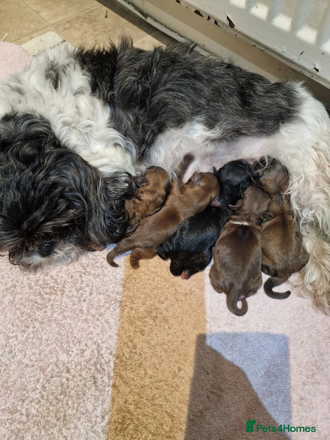 Shih Tzu dogs for sale: Adorable Shih Tzu Puppies  - Advert 15