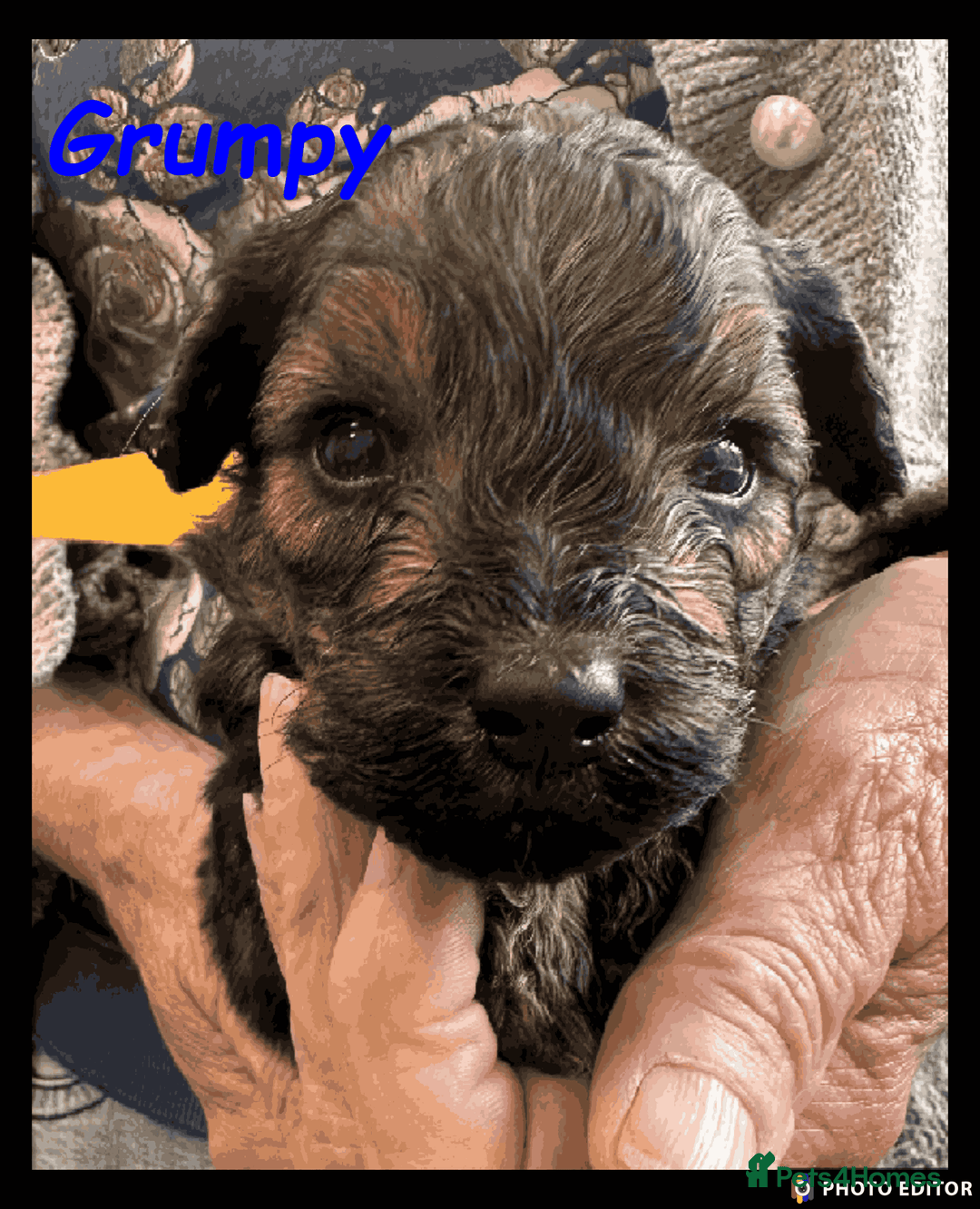 Yorkiepoo dogs for sale:  Adorable YorkiePoo Pups Looking for Loving Homes  - Image 16