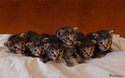 Russian Blue cats for sale: Mix Russian Blue and Maine Coon - Image 16