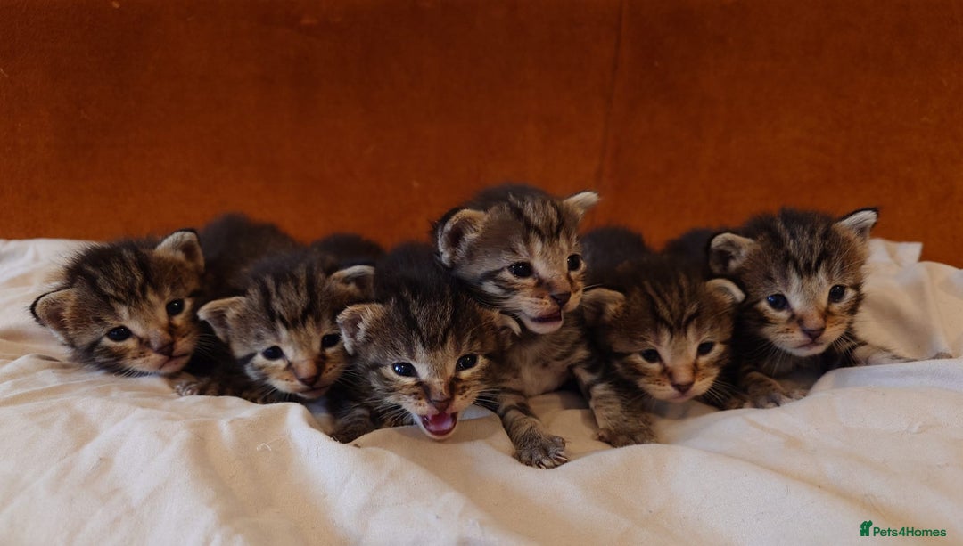 Russian Blue cats for sale: Mix Russian Blue and Maine Coon - Image 16