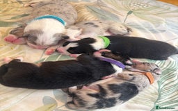 Australian Shepherd dogs for sale: KC registered Australian shepherd puppies  - Image 2
