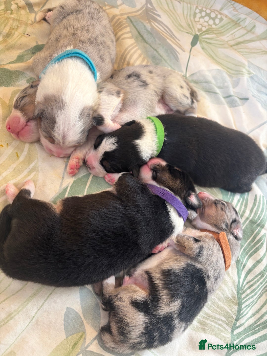 Australian Shepherd dogs for sale: KC registered Australian shepherd puppies  - Image 2
