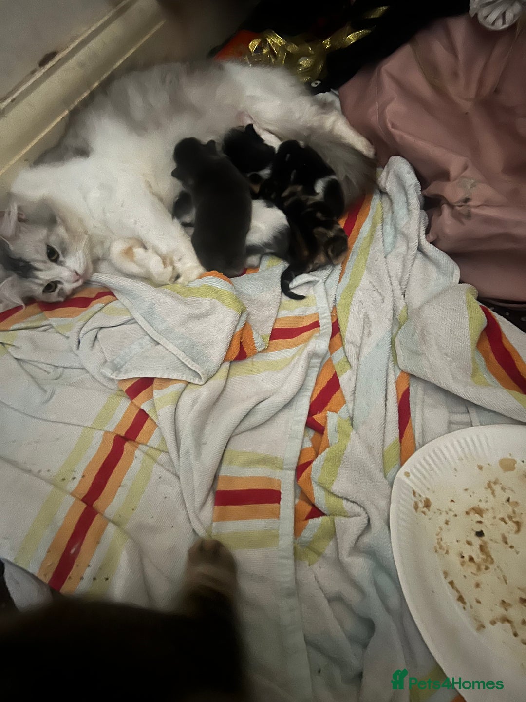 Mixed Breed cats for sale: 4 kittens 1 Mother, individual or whole family  - Advert 5