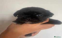 Mixed Breed dogs for sale: pugzu puppies for sale - Image 3