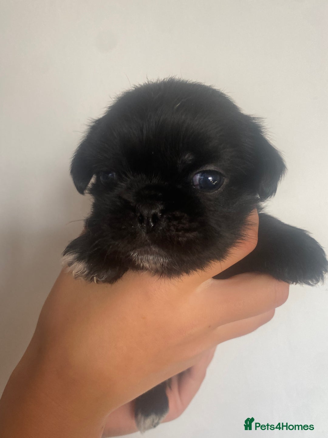 Mixed Breed dogs for sale: pugzu puppies for sale - Image 3