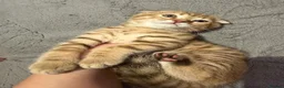 Scottish Fold cats for sale: Stunning Scottish fold kittens are ready - Advert 17