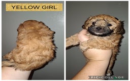 Shorkie dogs for sale: Shorkie puppies  - Image 8