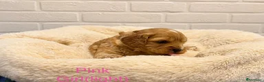 Cavapoo 4