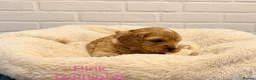 Cavapoo dogs for sale: Adorable Cavapoo Puppies: 2 Boys & 4 Girls. in Peterborough - Advert 4
