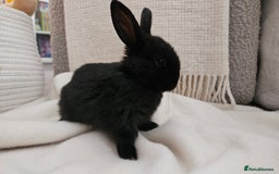 Mini Lop rabbits for sale: Adorable Baby Minilops Mixed - Image 7