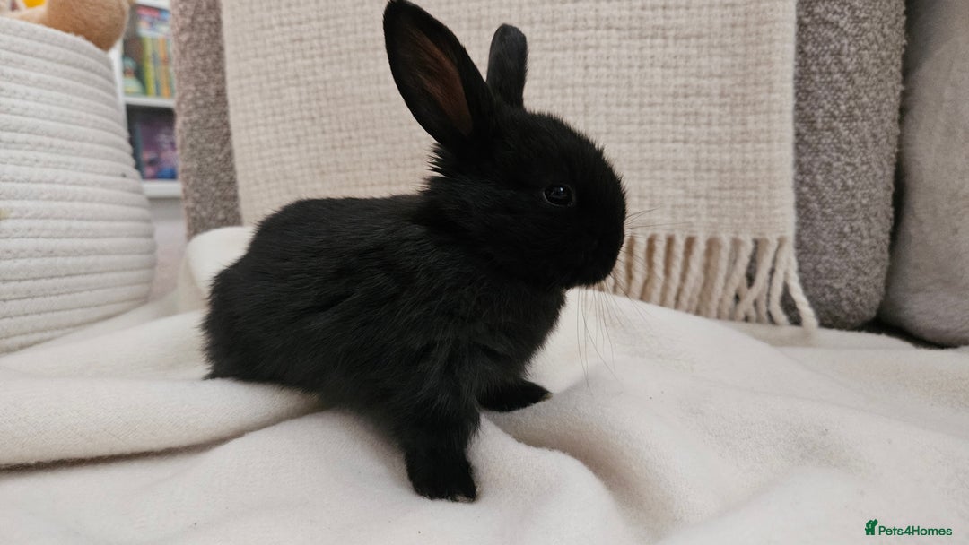 Mini Lop rabbits for sale: Adorable Baby Minilops Mixed - Image 7