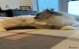 Ragdoll cats for stud: Amazing proven stud !!!  in Romford - Image 20