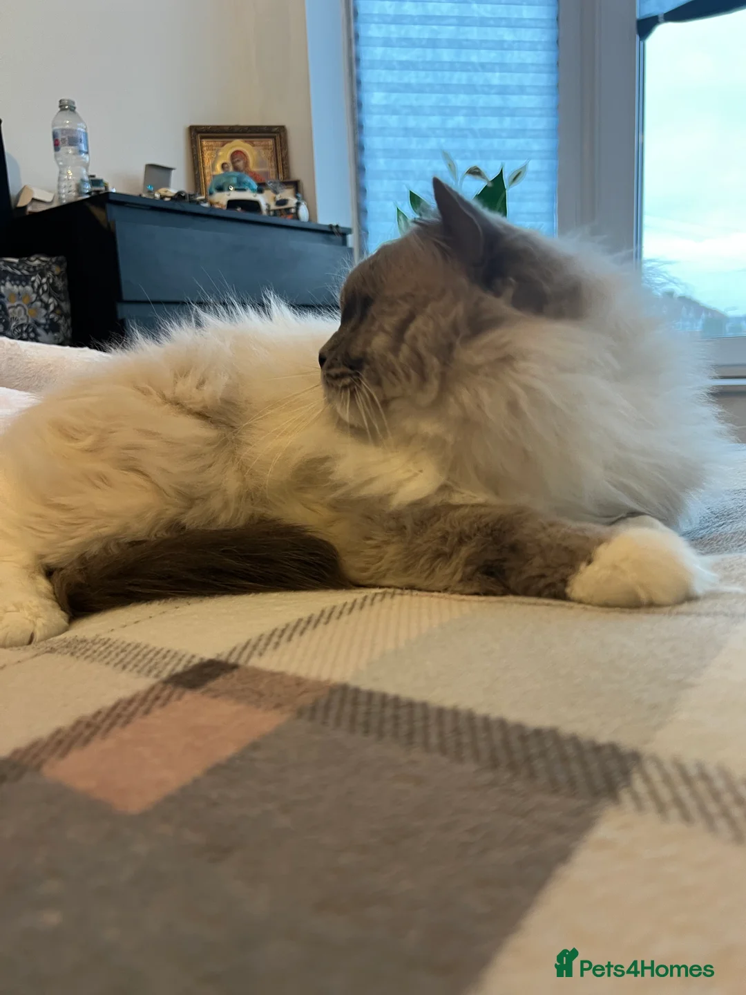 Ragdoll cats for stud: Amazing proven stud !!!  in Romford - Advert 20