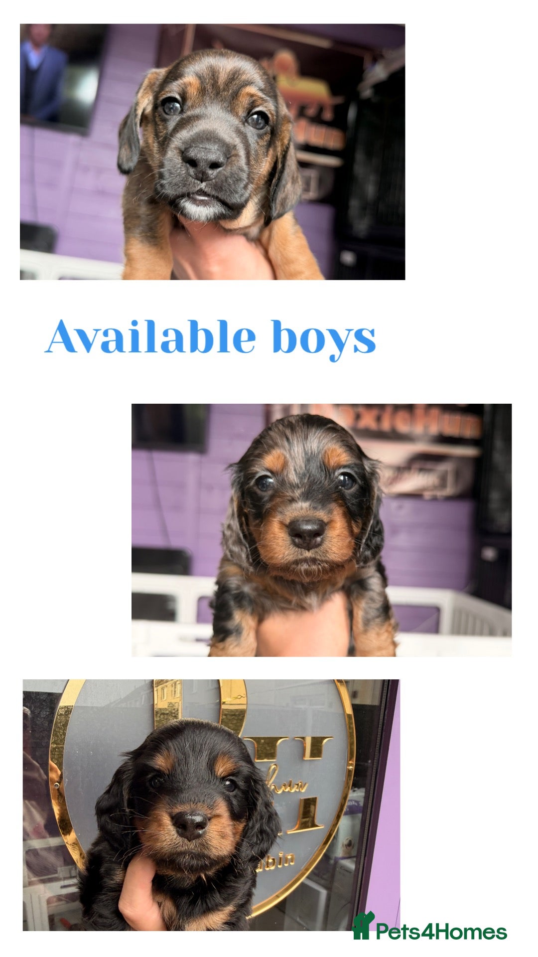 Dachshund dogs The Outstanding Boy Band is here💙🐶💚 - Advert 2
