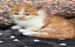 Ragdoll cats for sale: Beautiful Ragdoll cross kittens  - Image 4