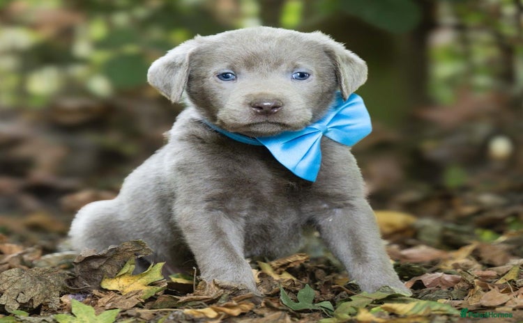 Labrador Retriever dogs - Advert 3