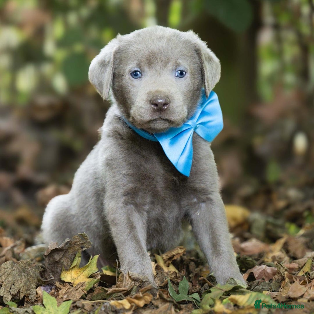 Labrador Retriever dogs for sale: Champagne, Silver and Charcoal - Image 1