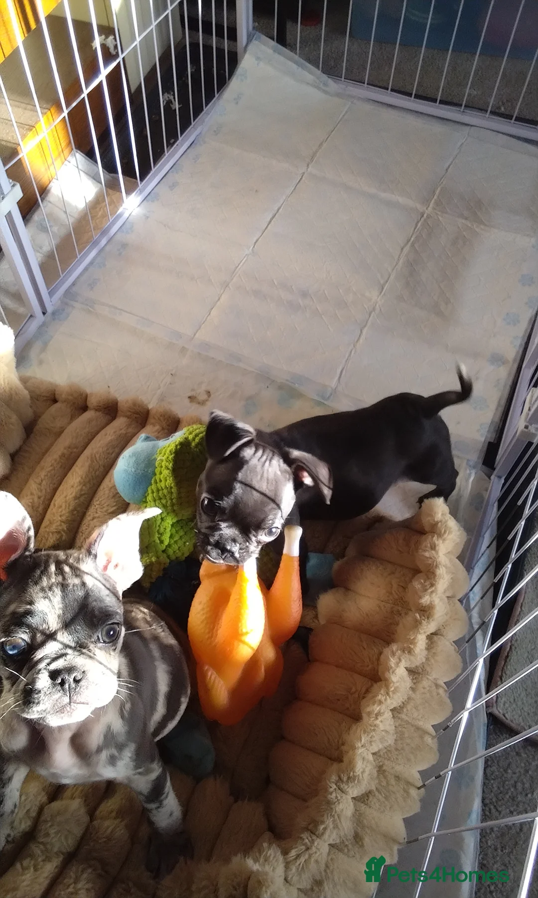Frug dogs for sale: Frug  in Alton - Advert 6