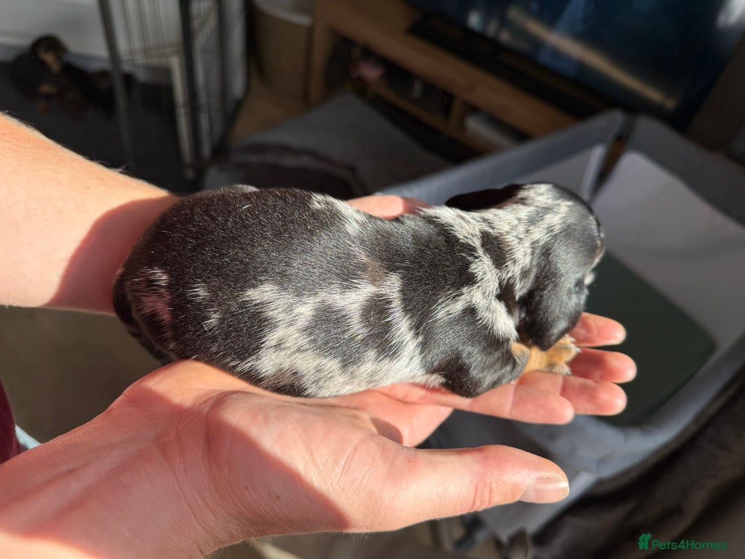 Miniature Dachshund dogs for sale: KC Reg, short haired miniature daschund puppies - Image 5
