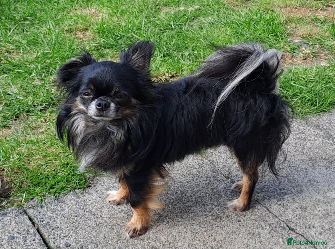 Chihuahua dogs for stud: Beautiful chihuahua stud boys - Advert 2