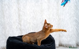 Abyssinian cats for sale: One of the Kind Abyssinian Girl-Champions Pedigree - Image 16
