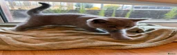 British Shorthair cats for sale: Adorable Purebred British Shorthair Kittens - 9wks - Advert 10