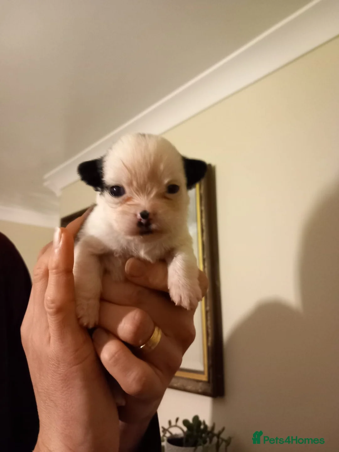 Mixed Breed dogs for sale: 2 Boy & 2 Girl- Jack Russell/Chihuahua x Shih Tzu - Advert 6