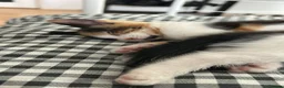 Mixed Breed cats for sale: 3 kittens left  - Advert 5