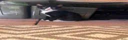 Mixed Breed cats for sale: 2 kittens looking for a new home  - Advert 6