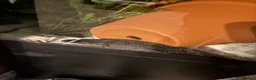 Axolotl reptiles for sale: Axolotls for sale in Keighley - Advert 3