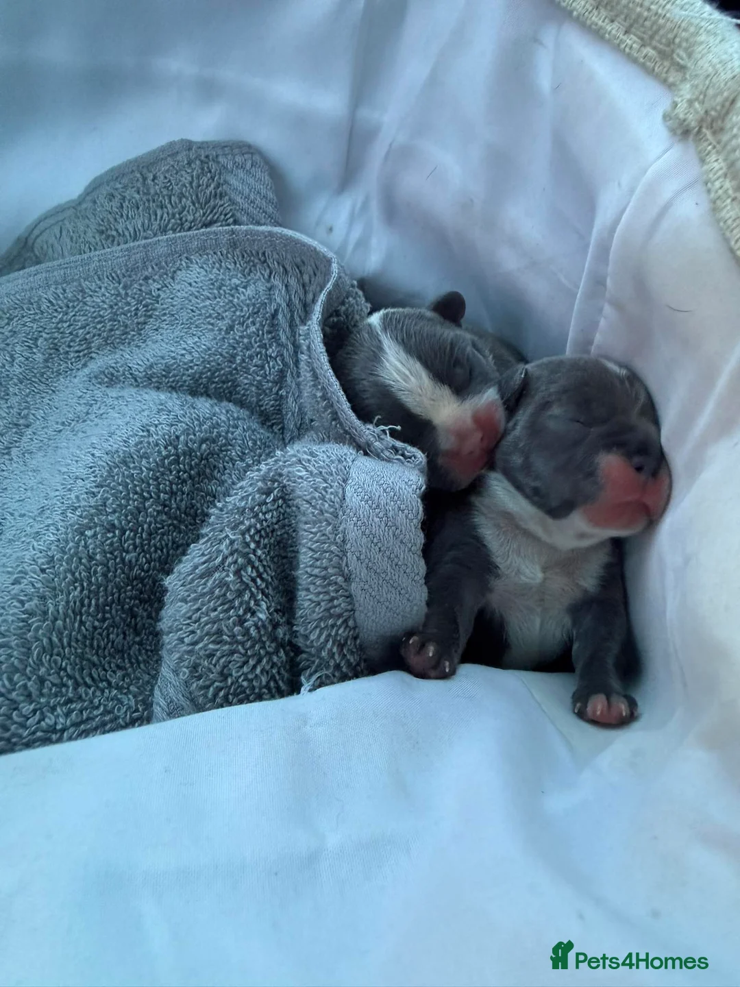 French Bulldog dogs for sale: Frenchies for sale - Advert 5