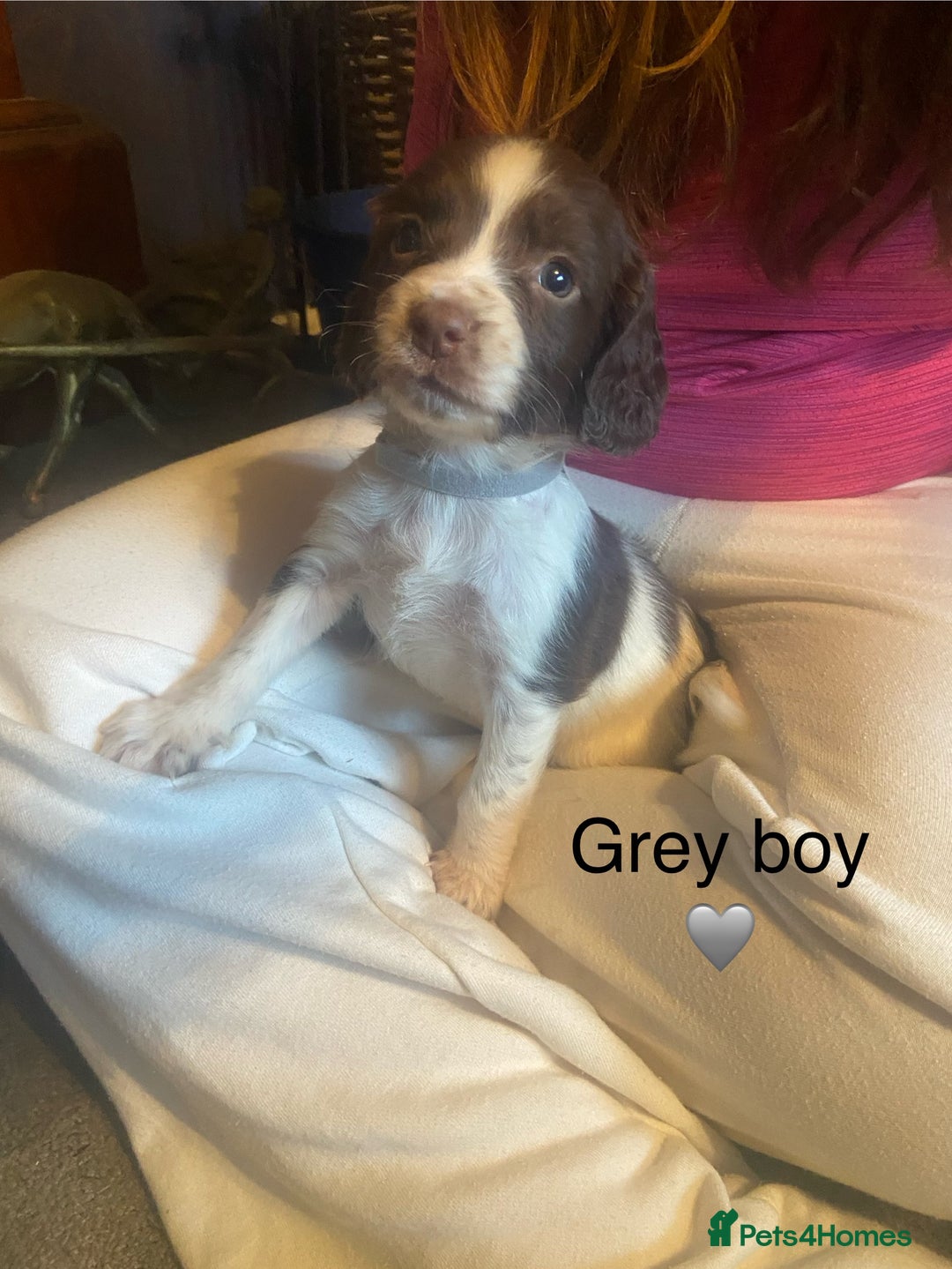 English Springer Spaniel dogs for sale: Springer spaniel puppies  - Advert 15