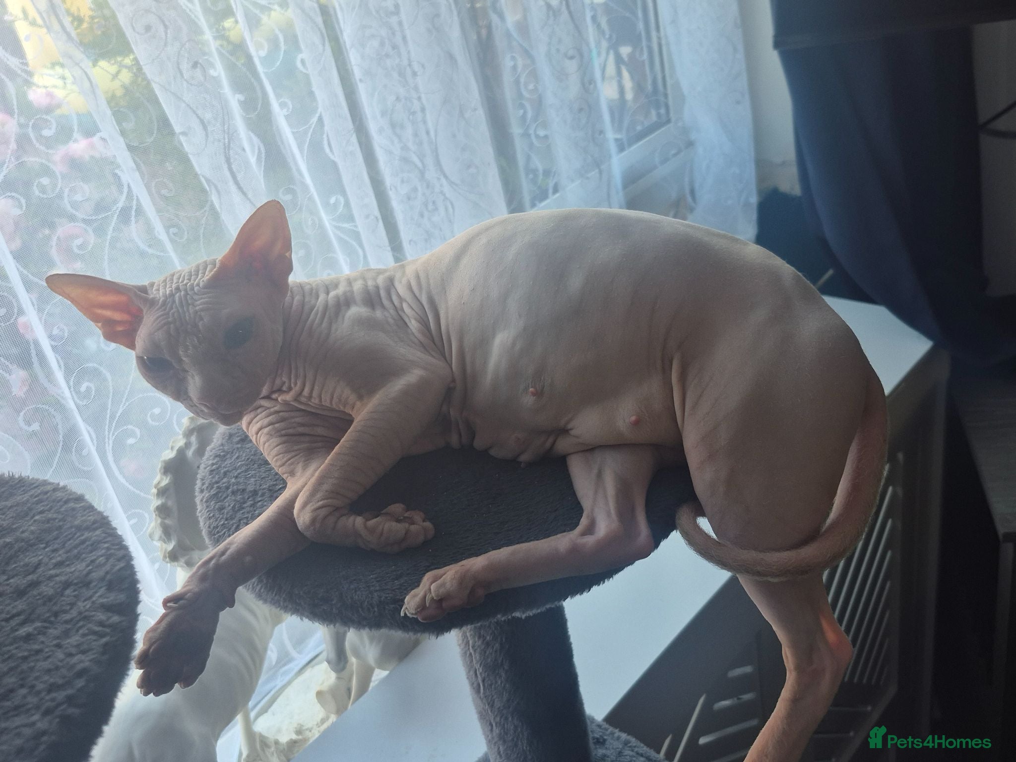 Sphynx cats I have two stunning kittens  - Advert 1