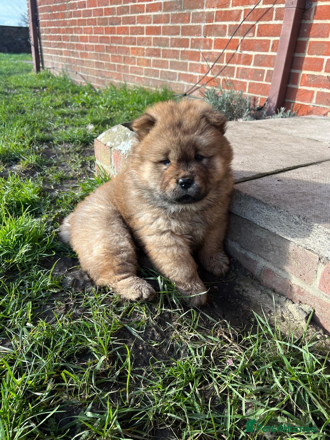 Chow Chow dogs for sale: Gorgeous Chow Chow Puppies Raised in a loving Home - Advert 28