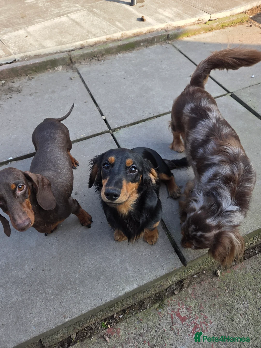 Miniature Dachshund dogs for sale: Kc Miniature  Dachshund  - Advert 5