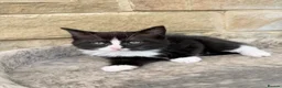 Mixed Breed cats for sale: Persian x kittens  in Bradford - Advert 8