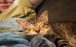 Mixed Breed cats for sale: 2 male cats  - Image 16