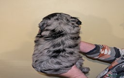 Cockapoo dogs for sale: Mixed coloured Cockapoo Puppies  - Image 3
