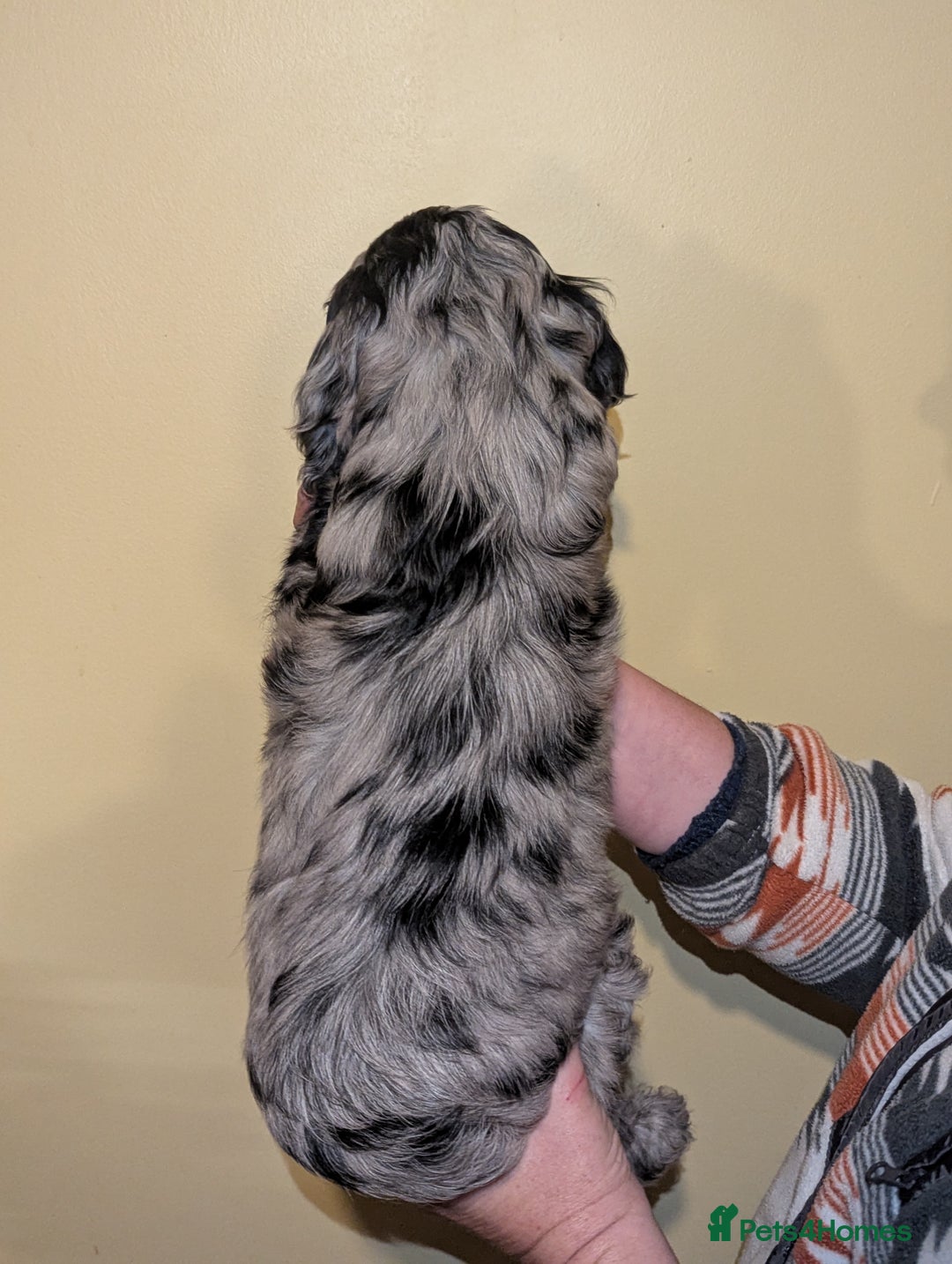 Cockapoo dogs for sale: Mixed coloured Cockapoo Puppies  - Image 3