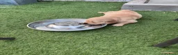 Golden Retriever dogs for sale: Golden Retriever puppy for adoption  - Advert 15