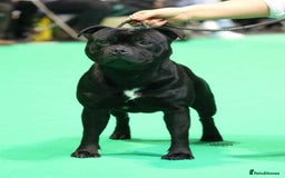 Staffordshire Bull Terrier dogs for sale: ULTIMATE VALGO BREEDING, WAITING LIST NOW OPEN  - Image 3