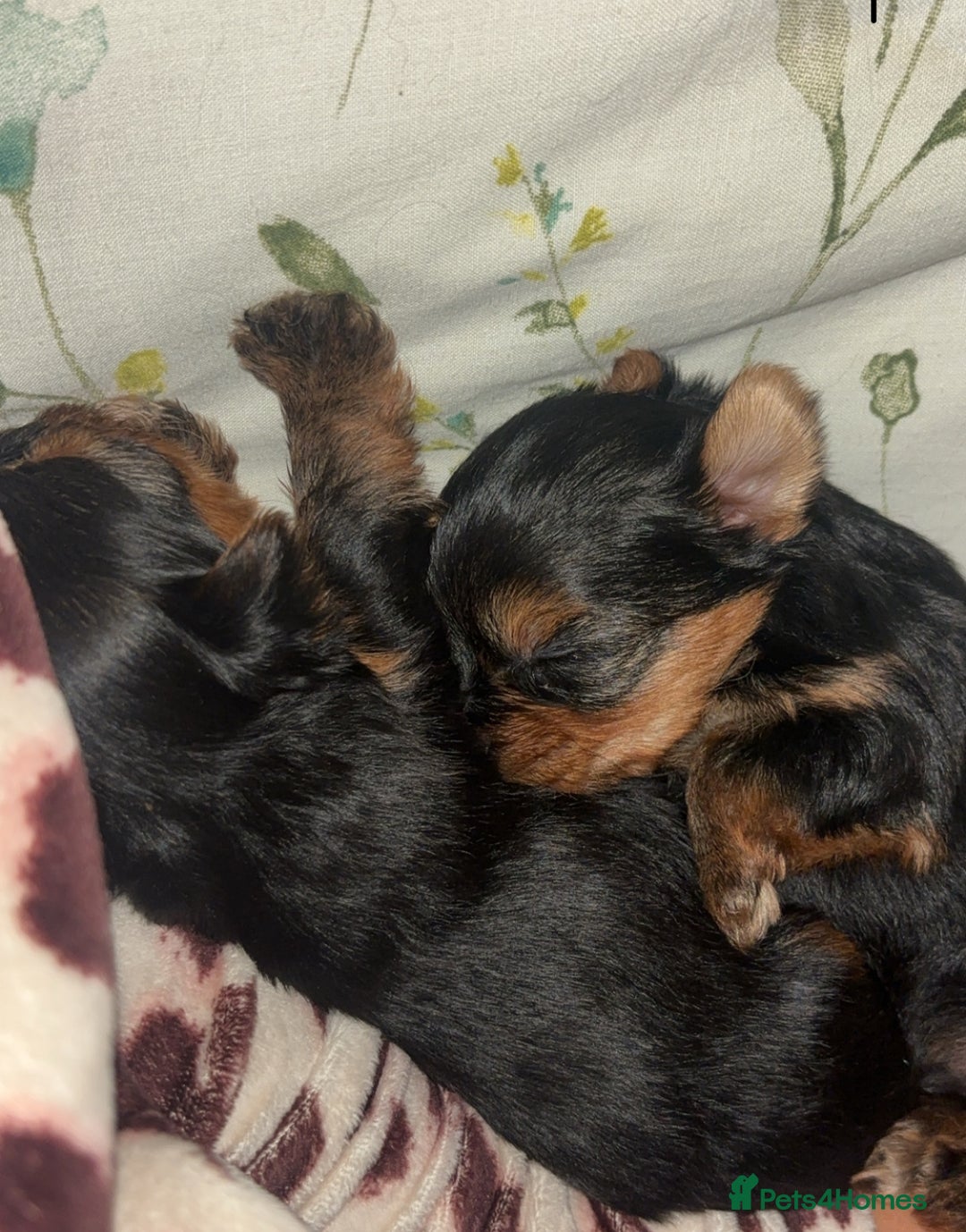 Yorkshire Terrier dogs for sale: Beautiful pure Yorkshire terriers puppy’s  - Advert 9