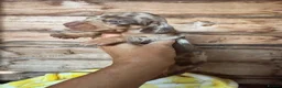 Dachshund dogs for sale: Stunning miniture  dashhounds  - Advert 4